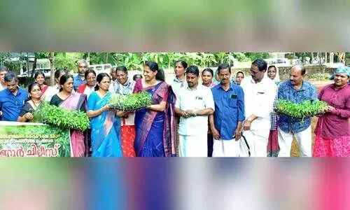 കണ്ണൂർ ജില്ല പഞ്ചായത്ത് വാർഷിക പദ്ധതിയിൽ നടപ്പിലാക്കുന്ന കണ്ണൂർ ചില്ലീസിന്റെ ജില്ലതല നടീൽ ഉദ്ഘാടനം ചെറുകുന്ന് പള്ളിച്ചാലിൽ ജില്ല പഞ്ചായത്ത് പ്രസിഡന്റ് പി .പി. ദിവ്യ നിർവ്വഹിക്കുന്നു