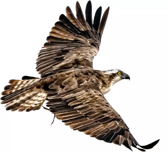 വൻ മീനുകളെ റാഞ്ചും, ഒറ്റദിവസംകൊണ്ട്  കിലോമീറ്ററുകൾ താണ്ടും മീൻപിടിയൻ പരുന്ത്