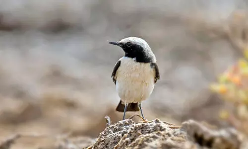 മ​രു​പ്പ​ക്ഷി (ഡെ​സേ​ർ​ട്ട്​ വീ​റ്റ​ർ)