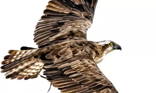 വൻ മീനുകളെ റാഞ്ചും, ഒറ്റദിവസംകൊണ്ട്  കിലോമീറ്ററുകൾ താണ്ടും മീൻപിടിയൻ പരുന്ത്