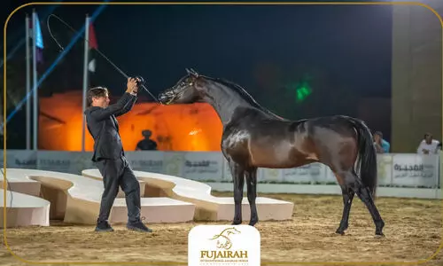 Horse beauty Contest