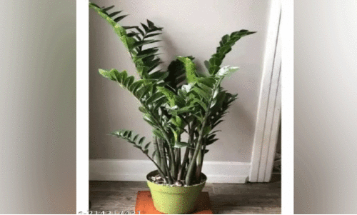 സ്വിസ്​ ചീസ്​ പ്ലാന്‍റ്​