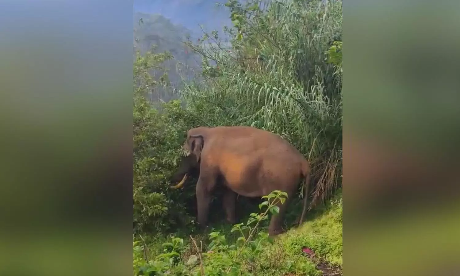 പടയപ്പ വീണ്ടും ജനവാസ മേഖലയിൽ; കൃഷി നശിപ്പിച്ചു