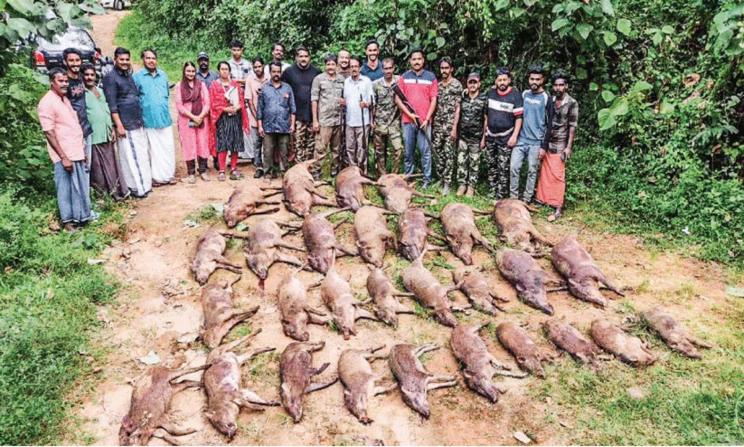 ഒ​റ്റ​പ്പാ​ല​ത്ത് വീ​ണ്ടും പ​ന്നി​വേ​ട്ട; 30 കാ​ട്ടു​പ​ന്നി​ക​ളെ വെ​ടി​വെ​ച്ചു കൊ​ന്നു