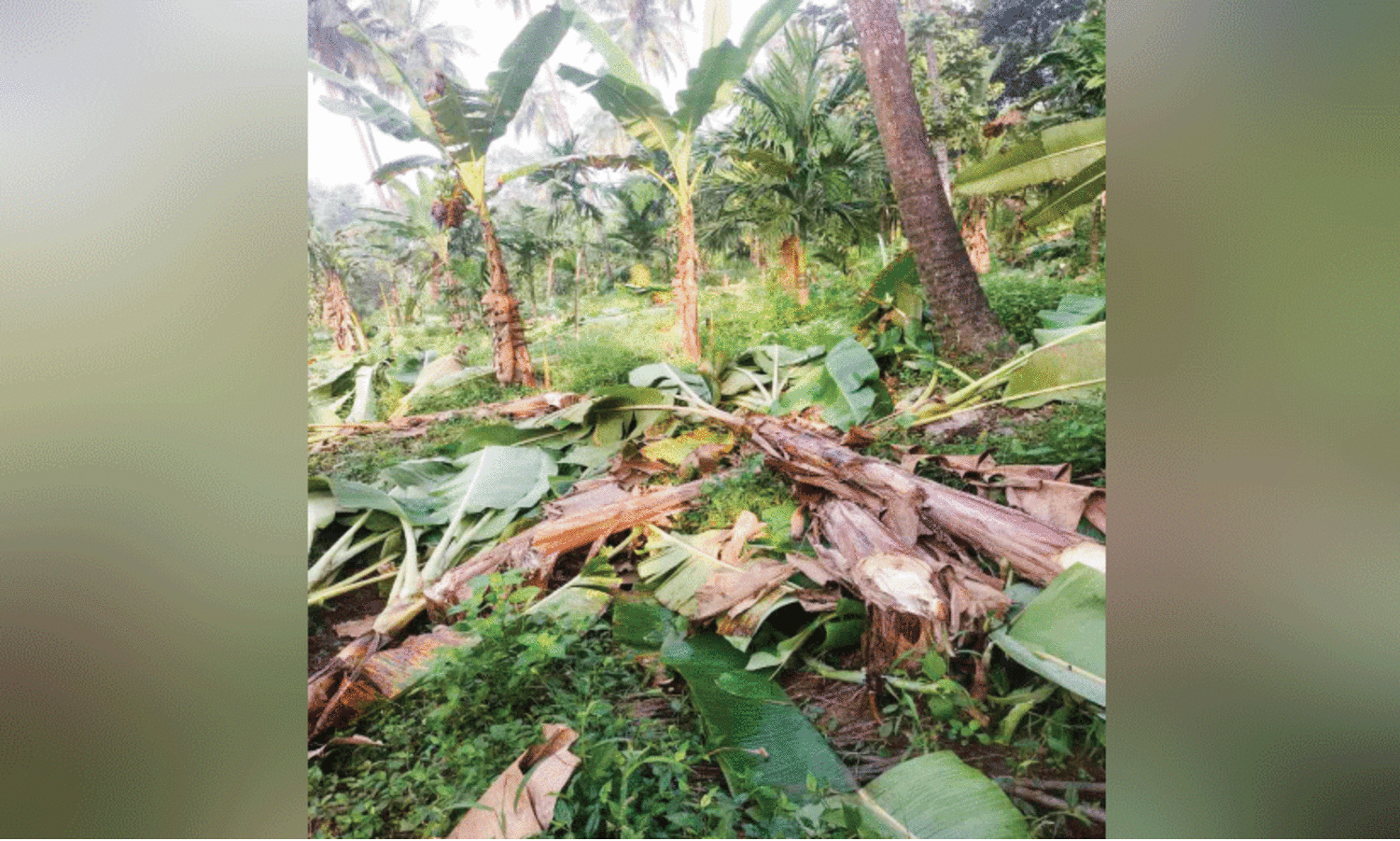 മീ​ൻ​വ​ല്ല​ത്തെ വാ​ഴ​കൃ​ഷി വെ​ട്ടി ന​ശി​പ്പി​ച്ച നി​ല​യി​ൽ