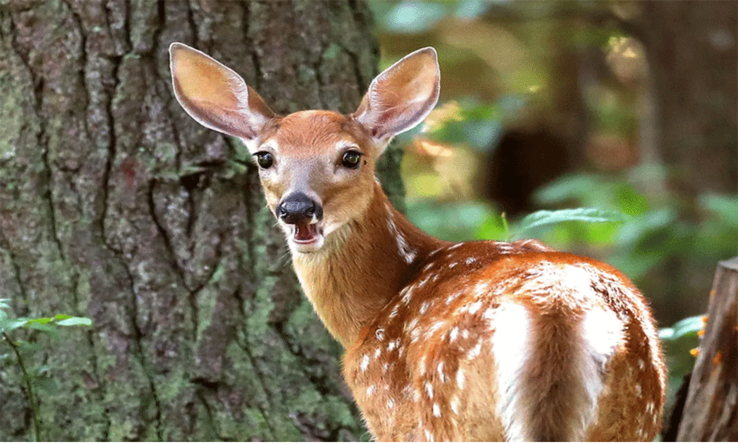 പാ​ച​കം ചെ​യ്യു​ന്ന​തി​നി​ടെ മാ​നി​റ​ച്ചി പി​ടി​കൂ​ടി