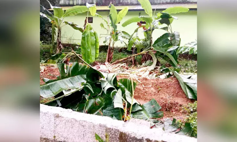 wild elephant menace wild elephant menace