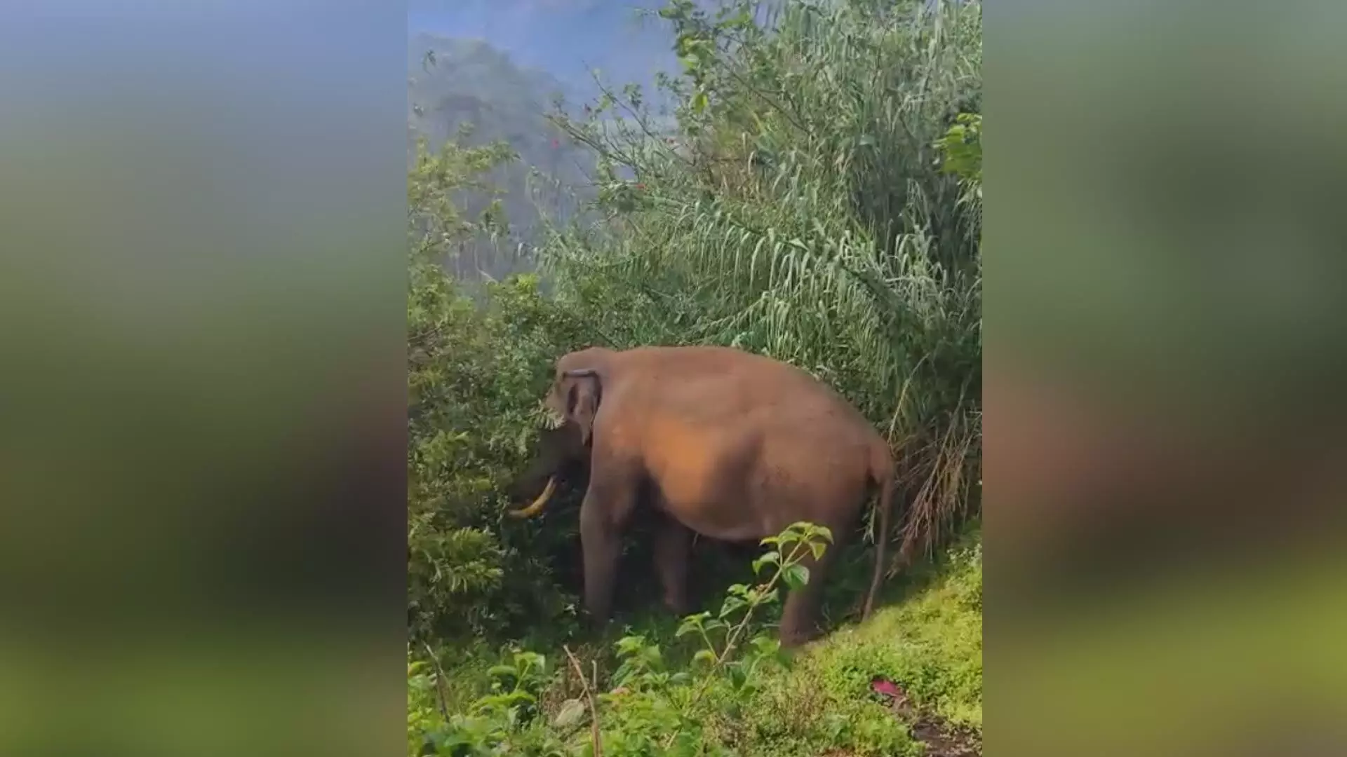 പടയപ്പ വീണ്ടും ജനവാസ മേഖലയിൽ; കൃഷി നശിപ്പിച്ചു
