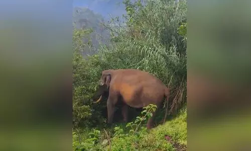 പടയപ്പ വീണ്ടും ജനവാസ മേഖലയിൽ; കൃഷി നശിപ്പിച്ചു