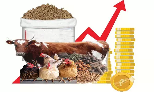 കാലിത്തീറ്റക്കും കോഴിത്തീറ്റക്കും വിലകൂടി: പകച്ച് കര്‍ഷകര്‍