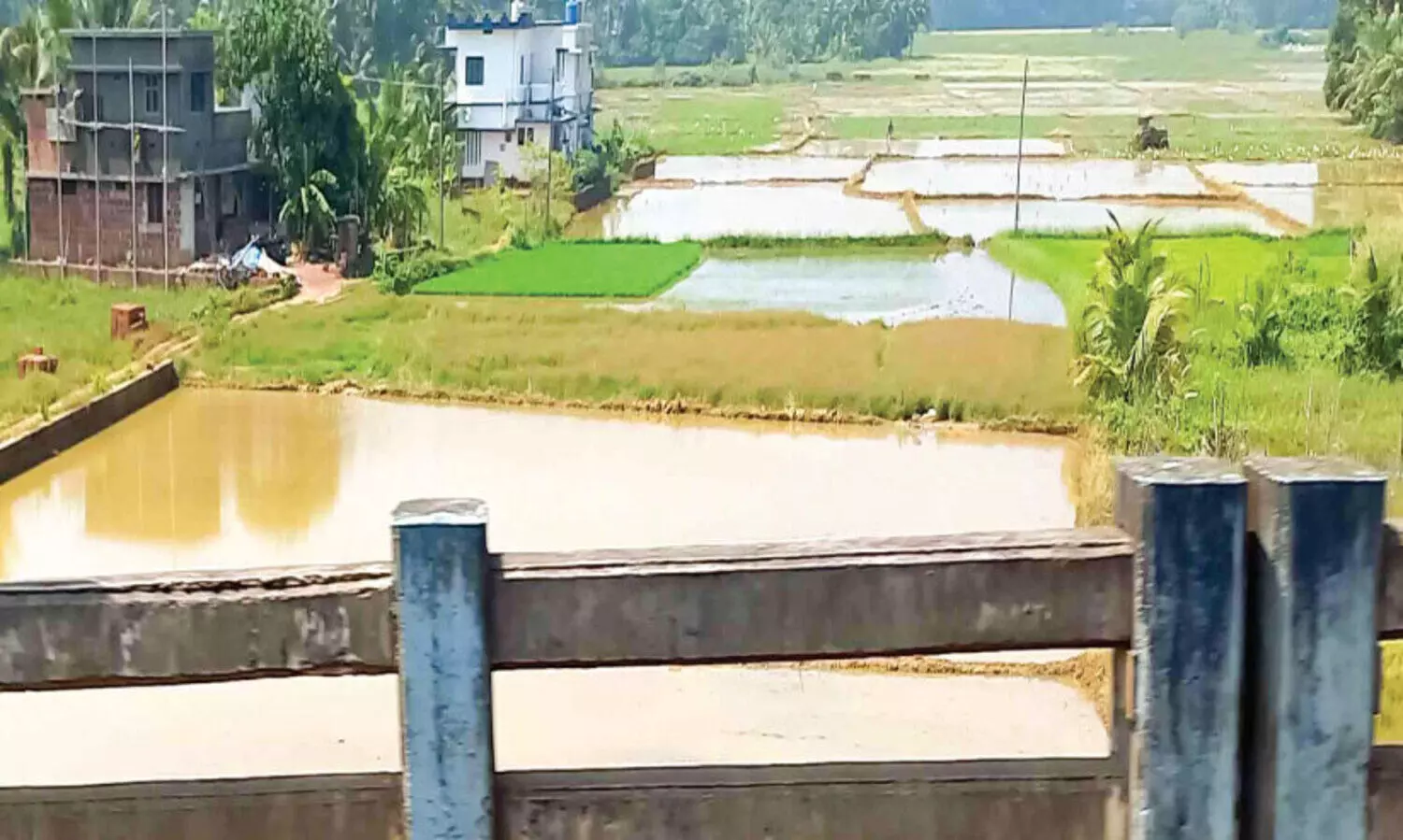 വെ​ള്ള​ക്കെ​ട്ട്: മ​ഴ വ​രു​മ്പോ​ൾ ക​ർ​ഷ​ക​ർ​ക്ക് നെ​ഞ്ചി​ടി​പ്പ്