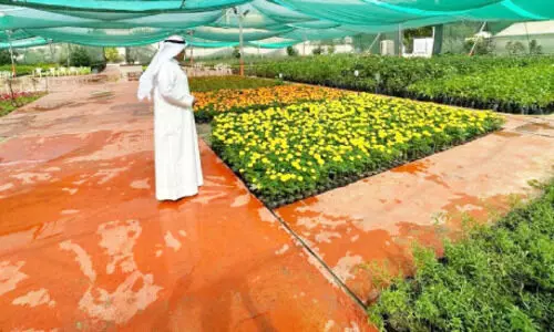 ചെ​ടി​ക​ളും മ​ര​ങ്ങ​ളു​മാ​യി അ​ൽ ഒ​മ​രി​യ പ്ലാ​ന്റ് ന​ഴ്‌​സ​റി