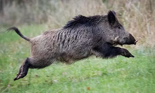 Wild Boar