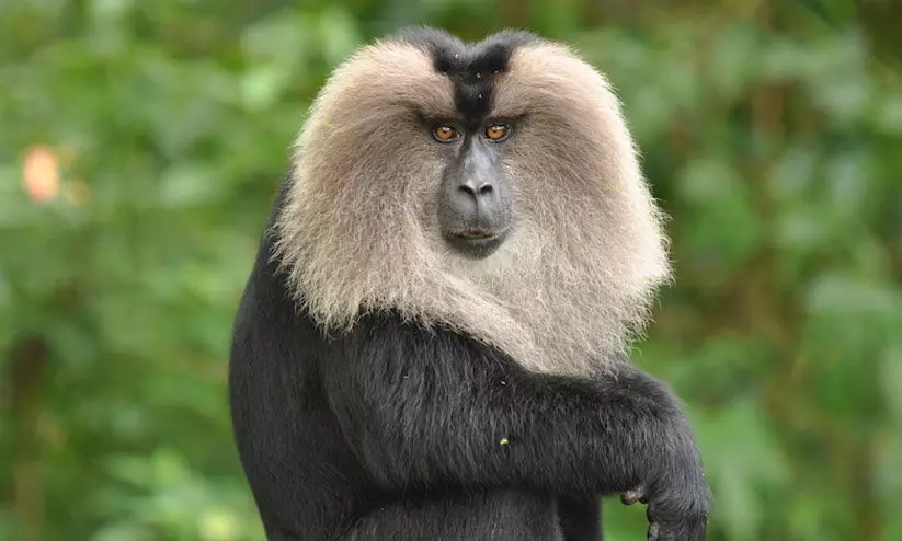 lion-tailed macaque