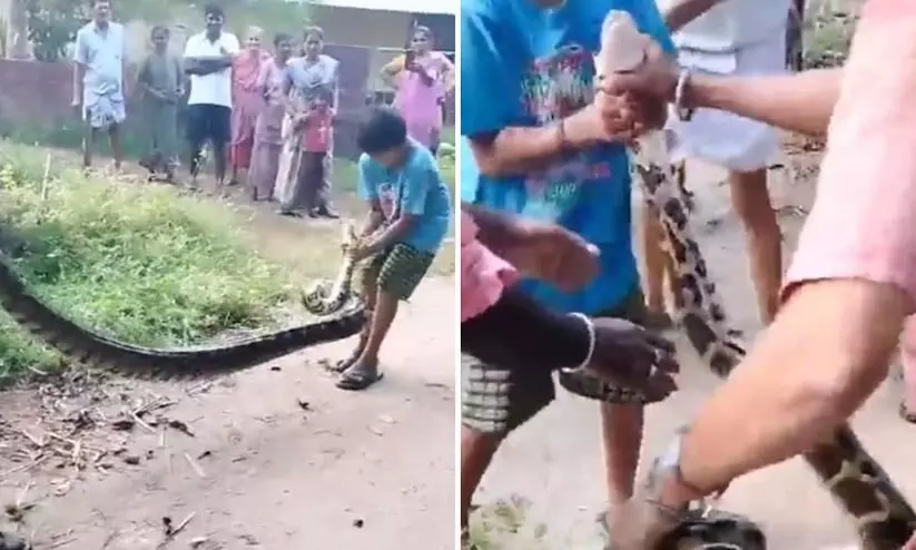 Karnataka  Rescue Huge Python