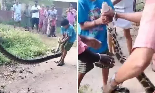 Karnataka  Rescue Huge Python
