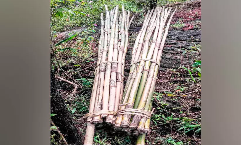 ജീവിതം നെയ്യാനാകാതെ ഈറ്റത്തൊഴിലാളികള്‍