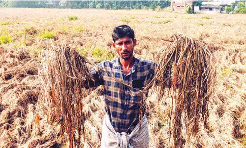 കതിരുകൾ പൊന്നണിഞ്ഞില്ല; കണ്ണീരണിഞ്ഞ് കർഷകൻ