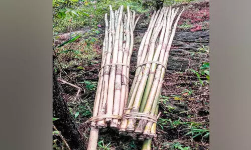 ജീവിതം നെയ്യാനാകാതെ ഈറ്റത്തൊഴിലാളികള് ജീവിതം നെയ്യാനാകാതെ ഈറ്റത്തൊഴിലാളികള്