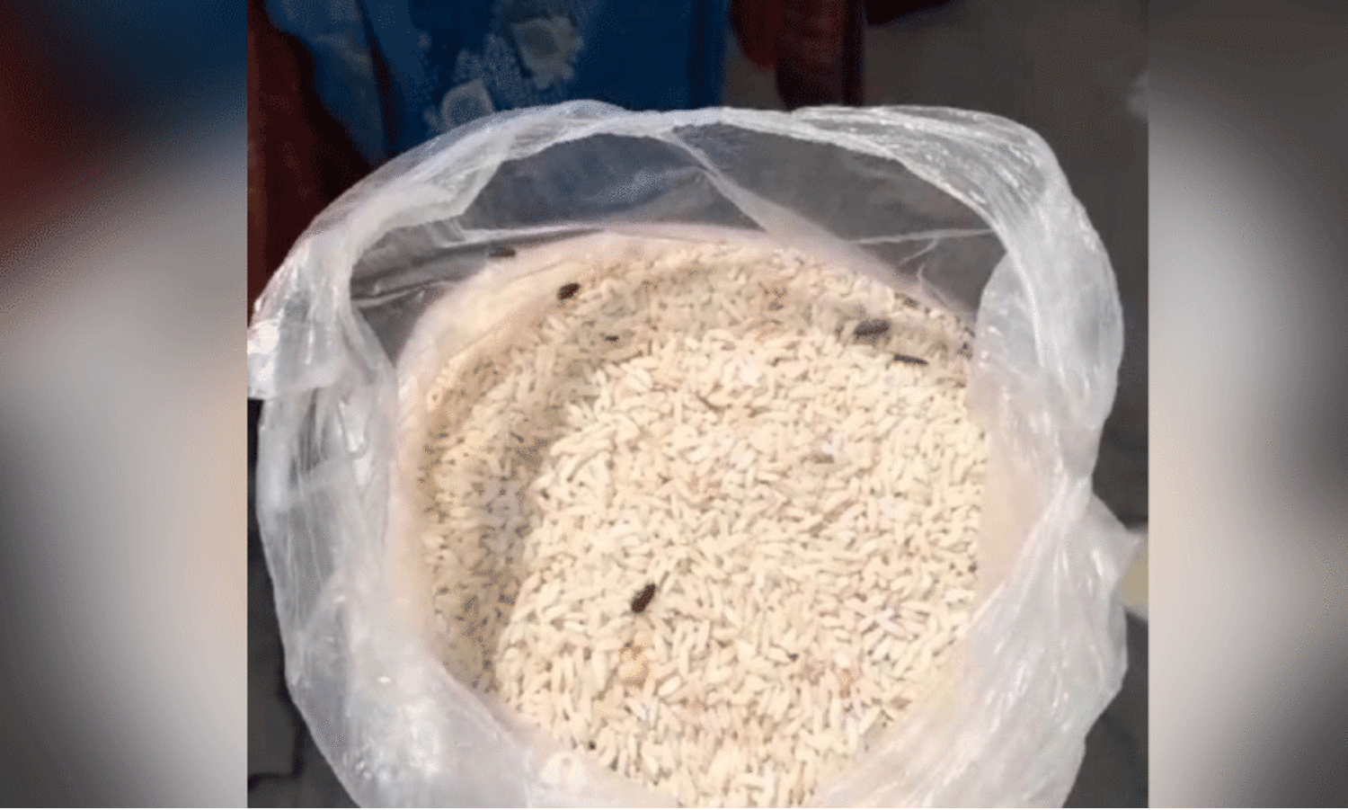 പുഴുവരിച്ച പച്ചരി: പരസ്പരം പഴിചാരി എഫ്.സി.ഐയും സപ്ലൈകോയും