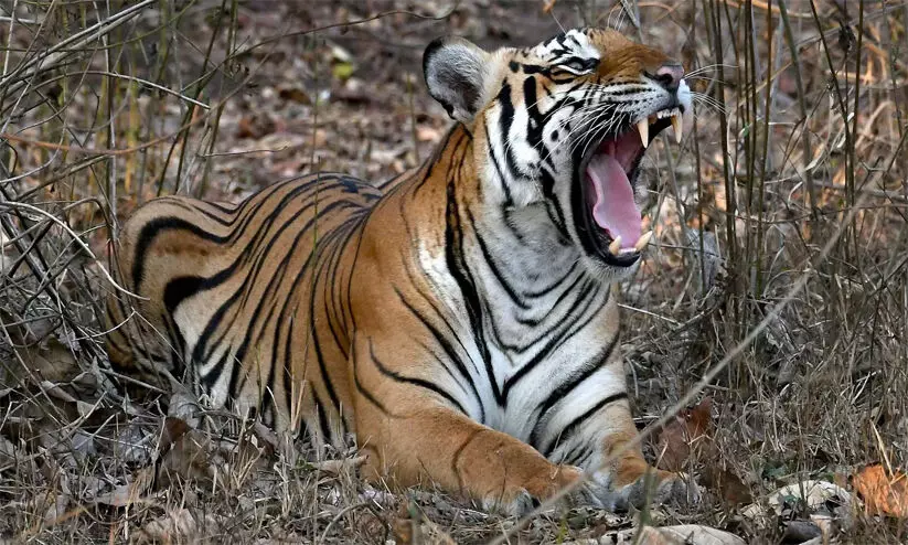 Tiger Attack
