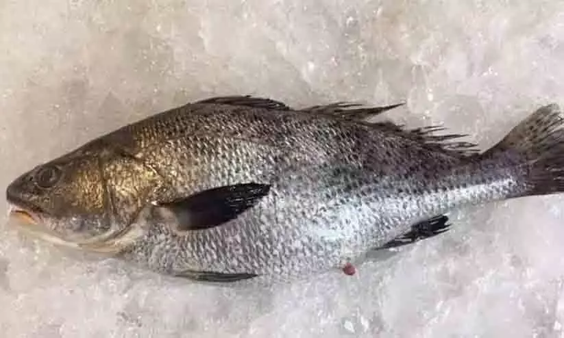 Ghol fish