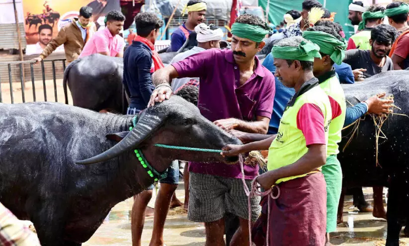 Kampala runners preparing buffalo for the Kampala competition Kampala runners preparing buffalo for the Kampala competition