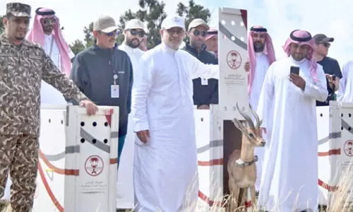 മാ​നു​ക​ളെ​യും മ​ല​യാ​ടു​ക​ളെ​യും അ​ൽ​സൗ​ദ മ​ല​നി​ര​ക​ളി​ൽ തു​റ​ന്നു​വി​ട്ടു