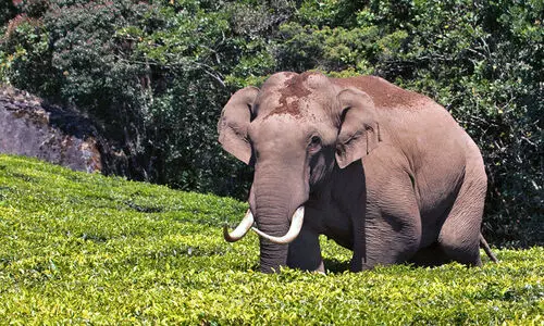 Padayappa Elephant