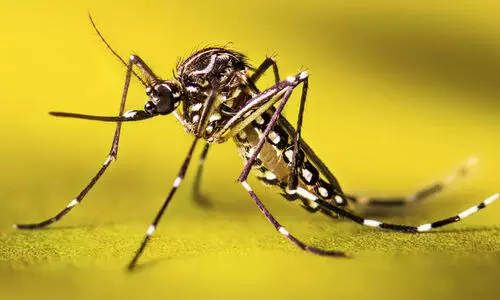 ഡെങ്കപ്പനി: ആറിടങ്ങൾ ഹൈ റിസ്ക്   ഹോട്ട്സ്പോട്ടുകൾ