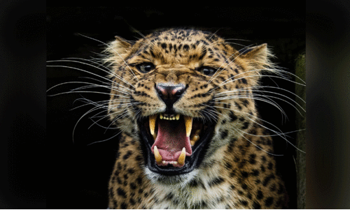 കരിമ്പാറയിൽ വീണ്ടും പട്ടാപ്പകൽ പുലിയിറങ്ങി