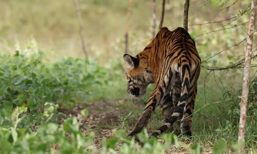 ബ​ന്ദി​പ്പൂ​രി​ൽ പ​രി​ക്കേ​റ്റ ക​ടു​വ ച​ത്തു