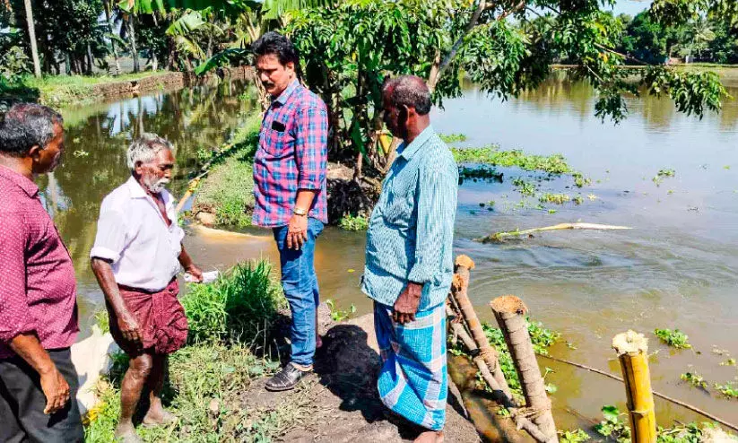 ആഞ്ഞിലിക്കുടി പാടശേഖരത്തിൽ മടവീഴ്ച; ദുരിതം