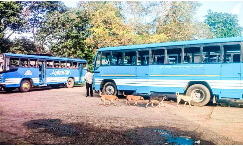 പന്തളം സ്വകാര്യ ബസ്സ്റ്റാൻഡ് കൈയടക്കി നായ്ക്കൂട്ടം പന്തളം സ്വകാര്യ ബസ്സ്റ്റാൻഡ് കൈയടക്കി നായ്ക്കൂട്ടം