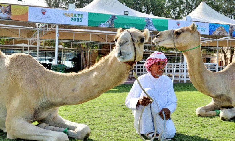 അ​ൽ മ​റാ​ഇ എ​ക്​​സി​ബി​ഷ​നി​ൽ ജ​ന​ത്തി​ര​ക്ക്​