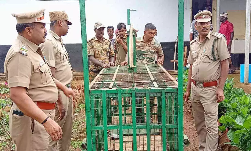 Forest guards have set up a trap to catch the bear in Pantallur