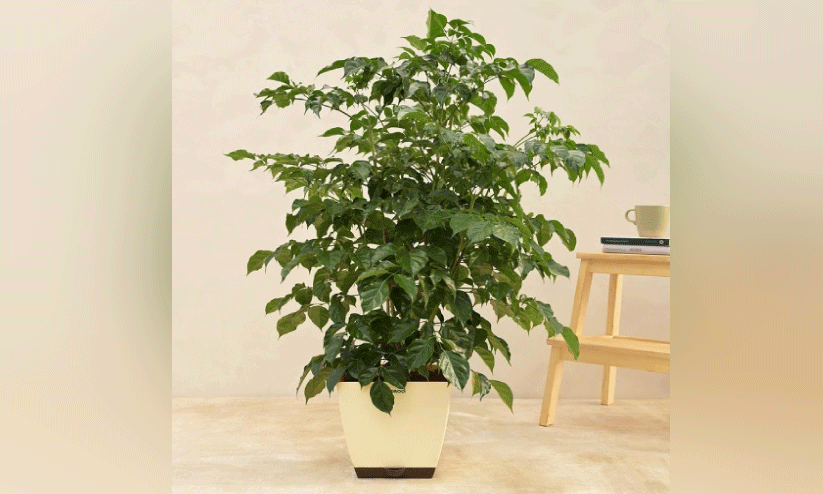 പുത്തൻ അഥിതി ചൈന ഡോൾ