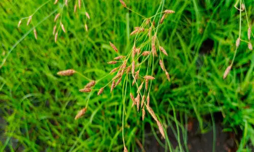 ഫിബ്രിസ്റ്റൈലിസ് ജലീലിയാന; കേരളത്തിൽ ഒരു പുതിയ സസ്യം കൂടി