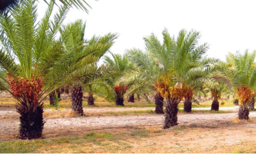 ക​ർ​ഷ​ക​ർ​ക്ക്​ വൈ​ദ്യു​തി സ​ബ്​​സി​ഡി പ്ര​ഖ്യാ​പി​ച്ച്​ ശൈ​ഖ്​ മു​ഹ​മ്മ​ദ്​