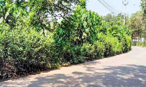 കാഴ്ച മറഞ്ഞ് അമ്പലമേട്-കരിമുകൾ റോഡ്; അപകടം പതിവാകുന്നു കാഴ്ച മറഞ്ഞ് അമ്പലമേട്-കരിമുകൾ റോഡ്; അപകടം പതിവാകുന്നു