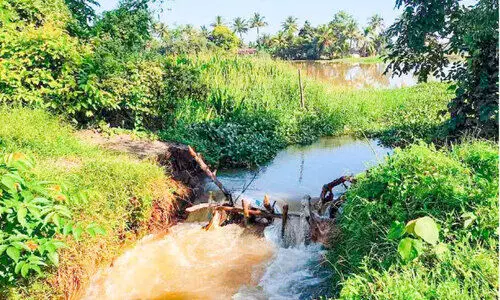 കിഴക്കന്‍ വെള്ളത്തിന്‍റെ കുത്തൊഴുക്ക്;​ ചെമ്പിൽ പാടശേഖരത്ത് മട വീണു