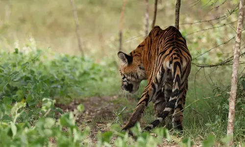 ബ​ന്ദി​പ്പൂ​രി​ൽ പ​രി​ക്കേ​റ്റ ക​ടു​വ ച​ത്തു