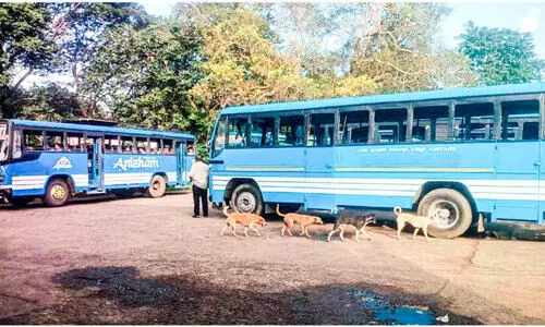 പന്തളം സ്വകാര്യ ബസ്​സ്റ്റാൻഡ് കൈയടക്കി നായ്ക്കൂട്ടം