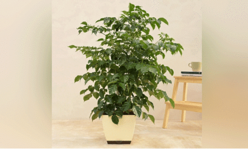 പുത്തൻ അഥിതി ചൈന ഡോൾ