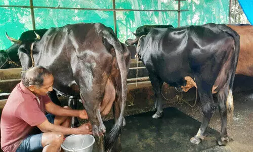 cow farming