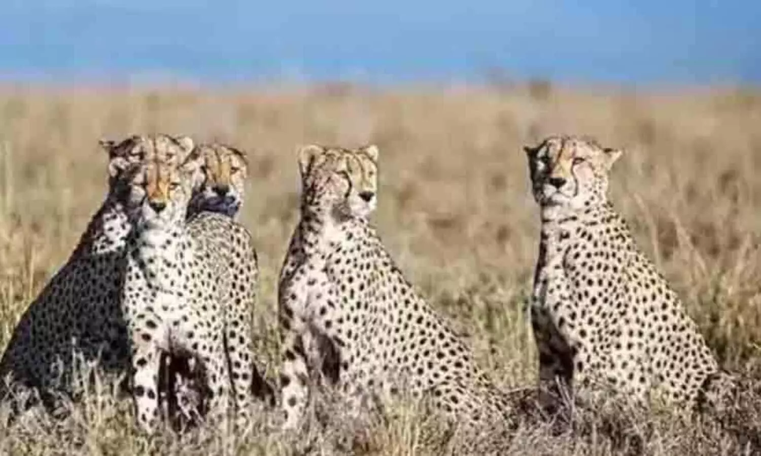 രാജസ്ഥാനിൽനിന്നും ഒരു ചീറ്റ കൂടി കുനോ നാഷണൽ പാർക്കിൽ