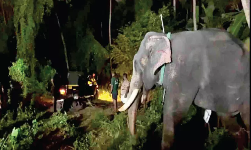 ഉത്സവത്തിനിടെ ആനയിടഞ്ഞു; പാപ്പാന് ഗുരുതര പരിക്ക് ഉത്സവത്തിനിടെ ആനയിടഞ്ഞു; പാപ്പാന് ഗുരുതര പരിക്ക്