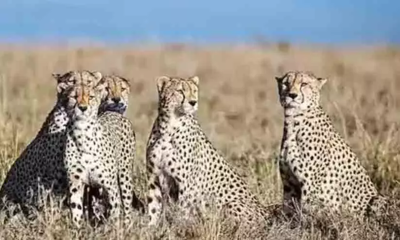 രാജസ്ഥാനിൽനിന്നും ഒരു ചീറ്റ കൂടി കുനോ നാഷണൽ പാർക്കിൽ രാജസ്ഥാനിൽനിന്നും ഒരു ചീറ്റ കൂടി കുനോ നാഷണൽ പാർക്കിൽ