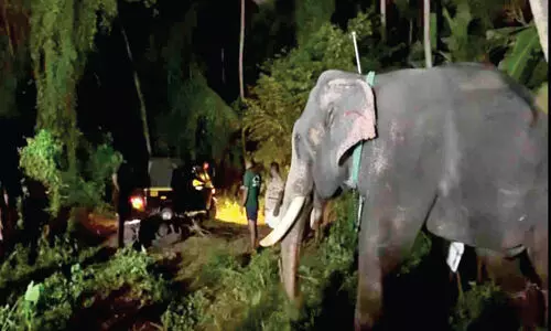 ഉത്സവത്തിനിടെ ആനയിടഞ്ഞു; പാപ്പാന് ഗുരുതര പരിക്ക്