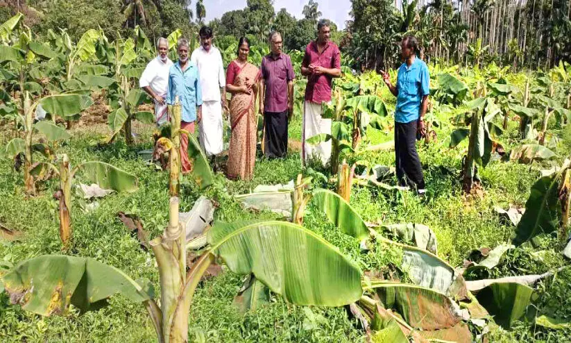 Destroy Banana Plantation In Kunnamangalam